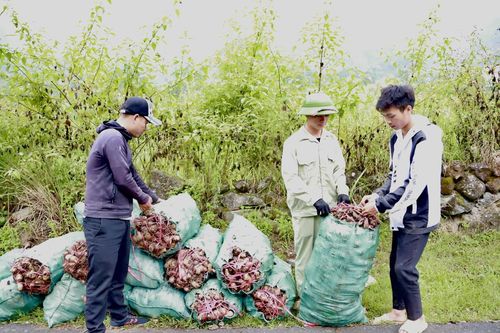 Hồ Thầu được mùa dong riềng