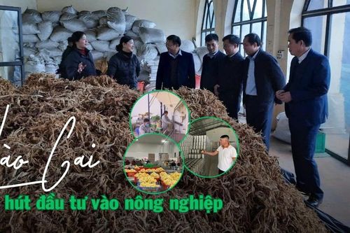 Lào Cai thu hút đầu tư vào nông nghiệp