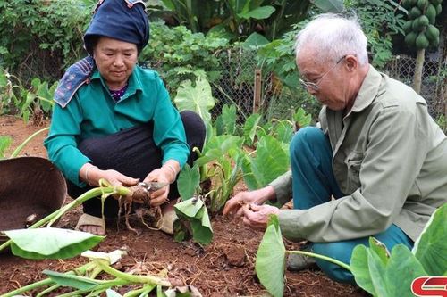 Dẻo thơm khoai sọ Thuận Châu
