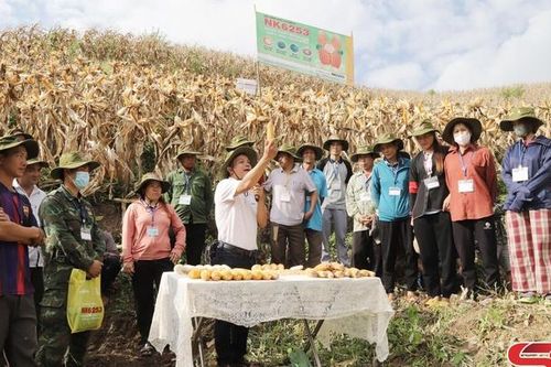Công ty TNHH Syngenta Việt Nam tổ chức trình diễn mô hình ngô NK6253