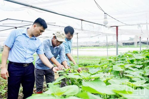 Phổ Yên tạo 'đòn bẩy' phát triển nông nghiệp