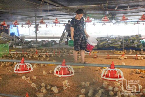 TP. Thái Nguyên: Cấp gần 160.000 liều vắc-xin tiêm phòng cho vật nuôi