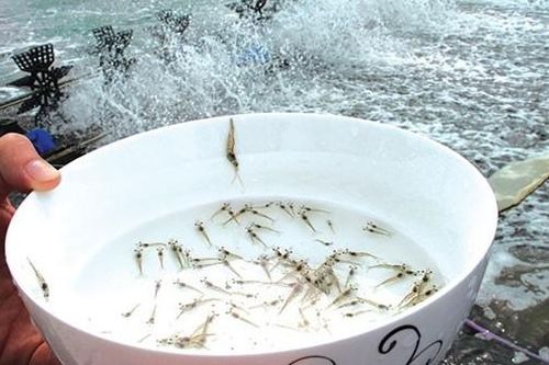 16 tỉnh, thành cần kiểm soát giá cung ứng vật tư, con giống thủy sản