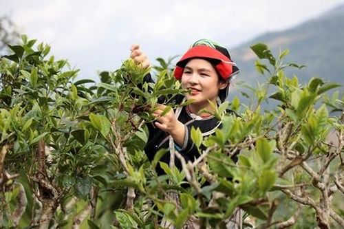 Để tạo vị thế vững chắc cho HTX sản xuất chè