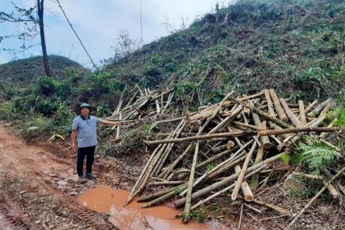 Nhiều vụ tranh chấp rừng sản xuất sau bão số 3 ở Quảng Ninh