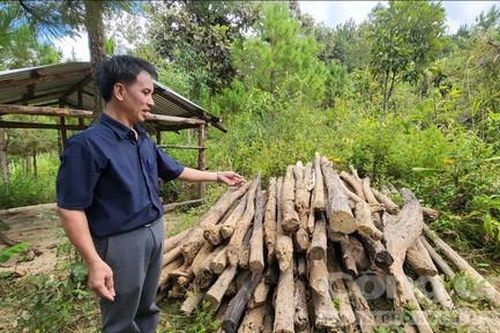 Kon Tum: Ồ ạt trồng cây, xây lán chờ đền bù