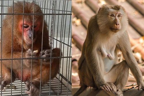Hai con khỉ quý hiếm đi lạc vào nhà dân ở Kon Tum