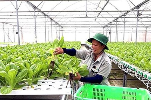 Thu hút doanh nghiệp đầu tư vào lĩnh vực nông nghiệp: Cần linh hoạt các giải pháp