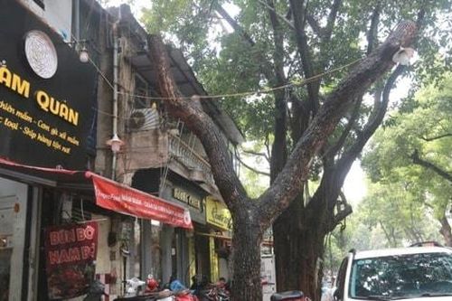 Hà Nội: Chặt hạ 20 cây xanh chết khô, nghiêng