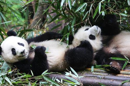 'Ngoại giao gấu trúc' có làm ấm quan hệ Trung - Mỹ?