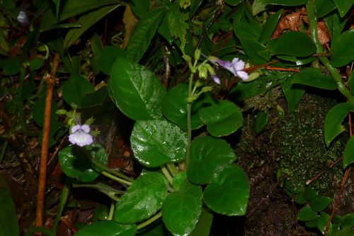 Loài hoa tuyệt đẹp, mới được phát hiện, chỉ có ở Việt Nam