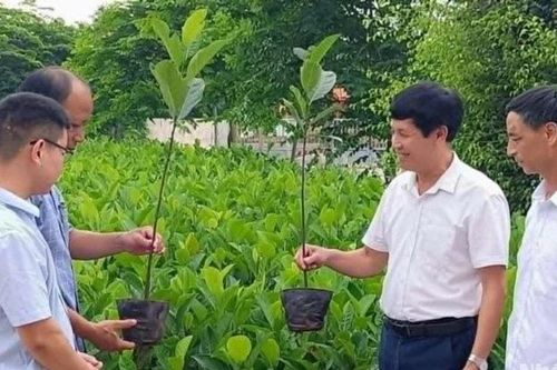 Mặt trận Thái Bình phân bổ 12 nghìn cây mít giống hỗ trợ người dân khôi phục sản xuất