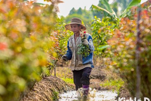 Hoa Mê Linh mất mùa dịp 20/10