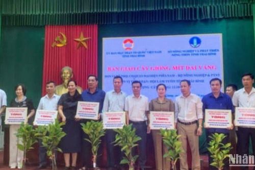 Thái Bình tiếp nhận hơn 12 nghìn cây giống mít dai vàng phục vụ sản xuất