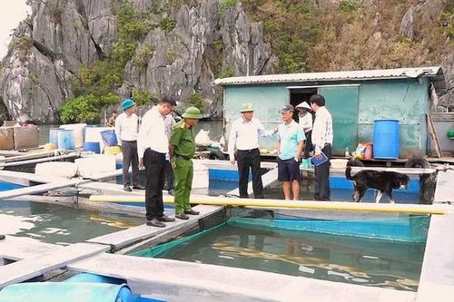 Ngành nuôi trồng thủy sản Quảng Ninh từng bước hồi phục sau bão