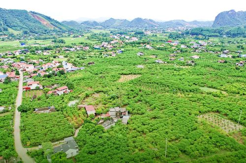 Quả ngọt trên núi