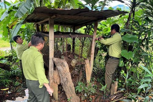 Hai cá thể khỉ lạc vào nhà dân ở Kon Tum: Loài cực hiếm