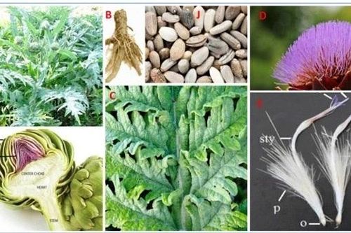 Phân lập các hợp chất quý trong cao actisô