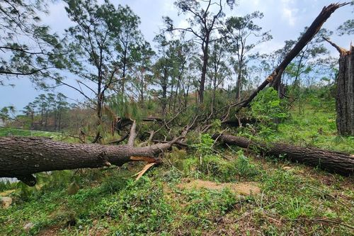 Quảng Ninh: Cần nâng cao trách nhiệm về phòng cháy chữa cháy rừng sau bão