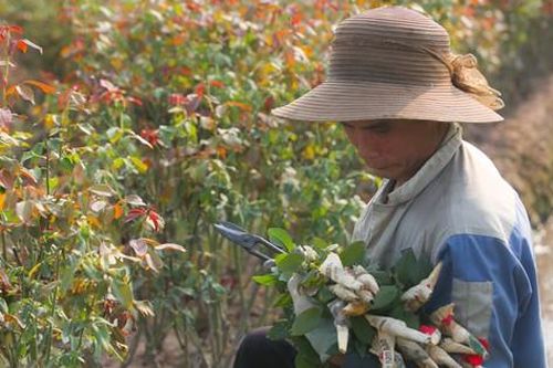 Nông dân làng hoa Mê Linh mất mùa 20/10, 'mót' từng bông hồng để bán