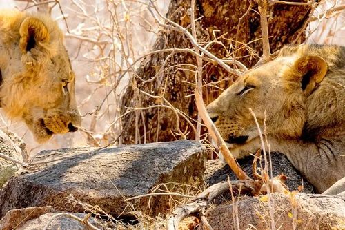 Phát hiện mới về sư tử ăn thịt người ở Tsavo