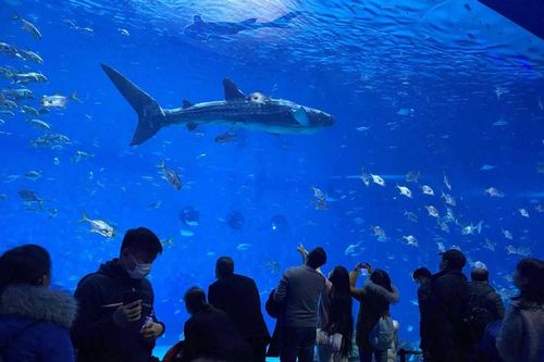 Cá mập voi 'nhái' trong thủy cung khiến du khách nổi giận, đòi tiền vé