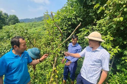 Dự án 'Hỗ trợ cộng đồng các xã vùng đệm phát triển cây dược liệu dưới tán rừng': Đổi thay ở Na Kho từ trồng dược liệu
