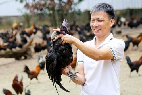 Nuôi gà theo kiểu 'nhàn tênh' chẳng giống ai, anh nông dân kiếm tiền tỷ rất nhẹ nhàng