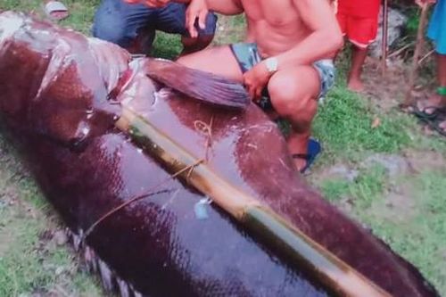 Ngư dân bắt được con cá mú khổng lồ nặng 187kg trên biển