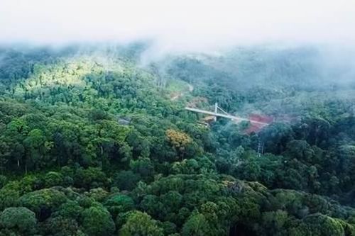 Tác động của luật chống phá rừng của EU đối với ngành dầu cọ