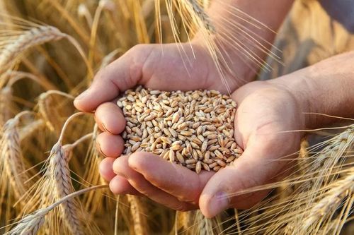 Nhập khẩu lúa mì từ thị trường Ukraine tăng mạnh 1.266%