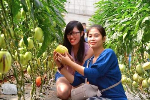 Nhiều khó khăn đang 'kìm hãm' sự phát triển du lịch canh nông tại Lâm Đồng