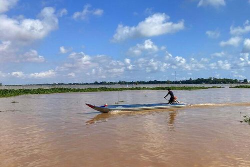 Lái cá mùa nước nổi