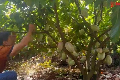 Nông dân trúng lớn từ ca cao