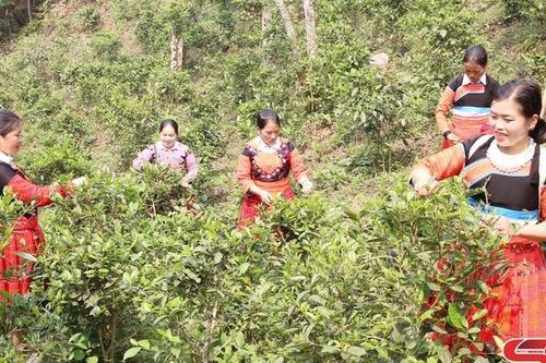 Đổi thay vùng cao gió ngàn
