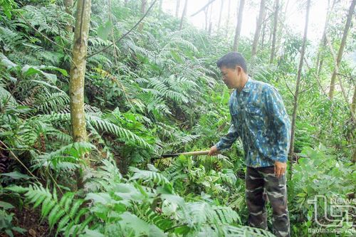 Võ Nhai nâng cao giá trị rừng trồng