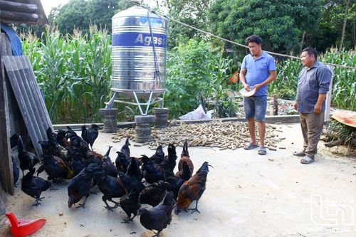 Chăn nuôi gà đen bản địa an toàn sinh học thu lãi khá cao