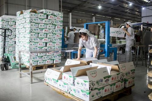 Lợi nhuận quý 3/2024 của Mộc Châu Milk lao dốc không phanh