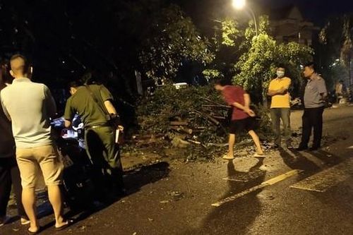TP.Hồ Chí Minh: 13 người thiệt mạng từ sự cố cây xanh