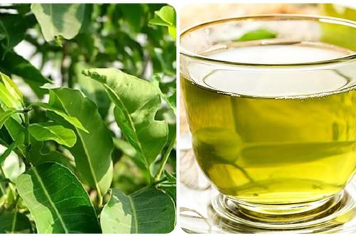 Lá vối đun nước uống có tác dụng gì?