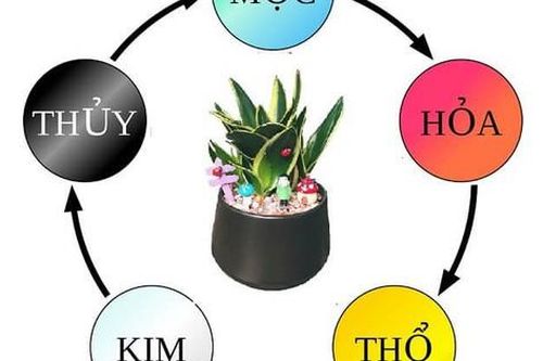 Cây lưỡi hổ may mắn, phát tài nhưng 2 mệnh này kị dùng và kị đặt ở 2 vị trí này kẻo tài lộc bay đi hết