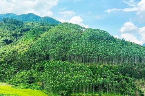 Đề xuất chưa bán tín chỉ carbon ra nước ngoài