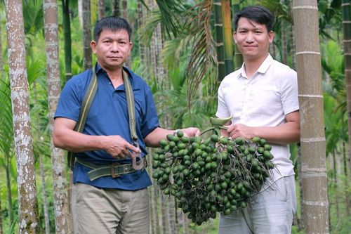 Giá cau cao kỷ lục, nông dân thu tiền tỷ
