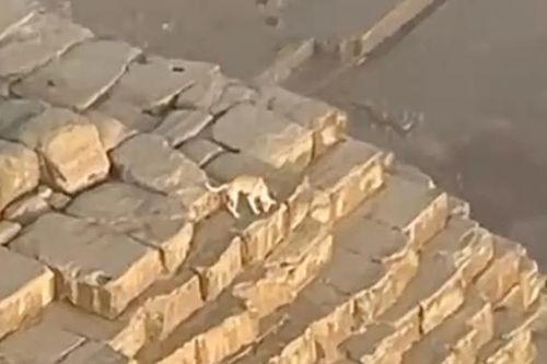 Phát hiện chú chó lang thang trên đỉnh kim tự tháp Ai Cập, liệu có thể xuống?