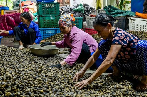 Giá tăng vọt, các xưởng sấy cau tại Nam Định 'chạy' hết tốc lực