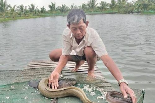 Nắm bí quyết nuôi cá 'lớn nhanh như thổi', ông nông dân nhẹ nhàng kiếm 5 tỷ đồng