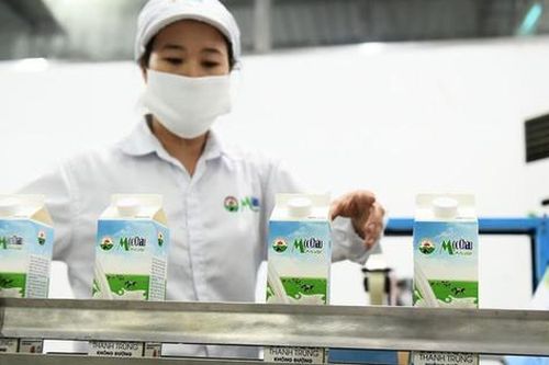 Mộc Châu Milk tăng vay vốn trong bối cảnh kinh doanh sa sút