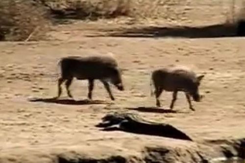 CLIP: Heo rừng thoát chết trong gang tấc vì 'đùa dai' với cá sấu sông Nile