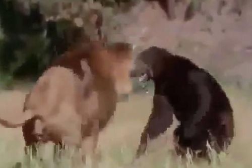 CLIP: Cuộc đối đầu sinh tử giữa sư tử đực và gấu, kẻ nào sẽ chiến thắng?