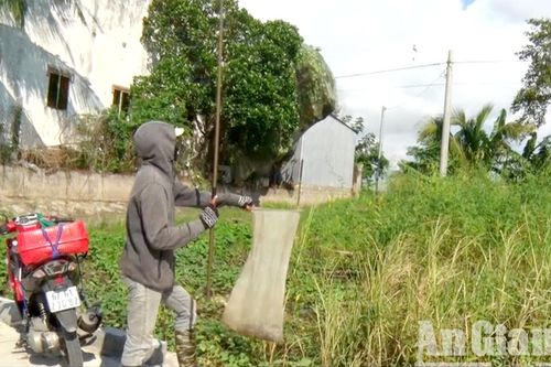 Độc đáo nghề câu ếch đồng